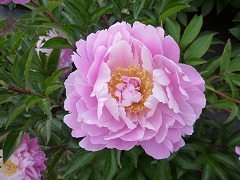 たまぼたん　玉牡丹