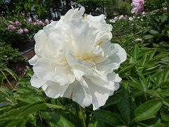 チェダーサプライズ