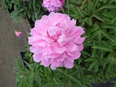 ちょうしゅうのまい　長袖の舞