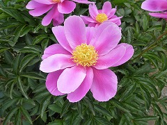 ちょうしゅん　長春