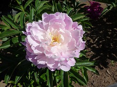 ちょうてんこう　超天功