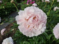 デメメディッシュ