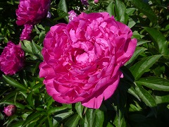 てんがいのはる　天涯の春