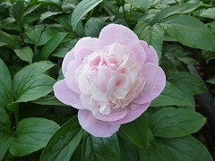 てんしょう　天祥