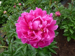 でんだのいろ　鈿朶の色