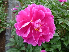 てんにょのまい　天女の舞