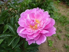 とうえん　桃園