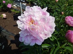 とうてんこう　東天紅