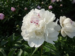 ニューアレキサンダー