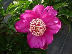 バーリントンベル