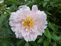 ばいしょう　梅粧