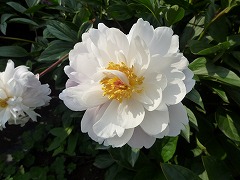 はくぎょく　白玉