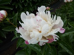 はくぎょくばん　白玉盤