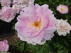 はつざくら　初桜