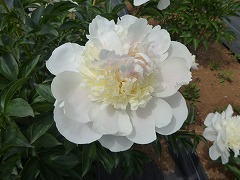 はつゆき　初雪