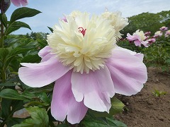 はないかだ　花筏