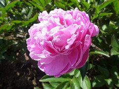 はなかご　花籠