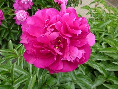 はなだいじん　花大臣