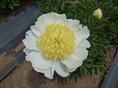 ハニーゴールド