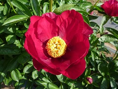 バハマ・ミッドナイト