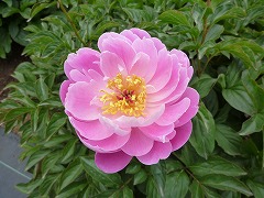 はるのいろ　春の色