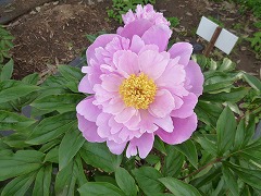 はるのしょう　春の粧