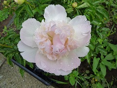 はるのにじ　春の虹