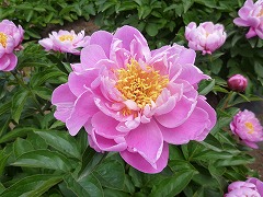 はるのゆめ　春の夢