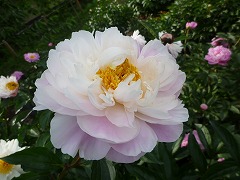 はれすがた　晴姿