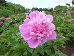 ばんじゅ　萬壽