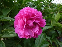 ばんりしょう　萬里照