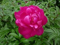 ひぐるま　緋車