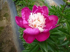 ビロードクイン