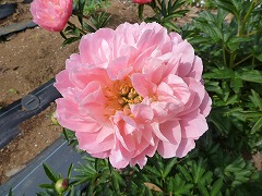 ピンクハワイアン・コーラル