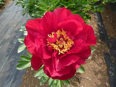 ファイヤーベル