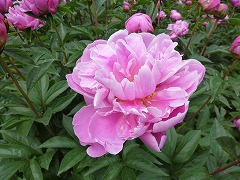 ふじむすめ　藤娘