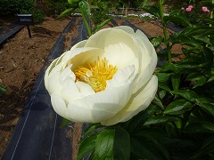 プレアリームーン