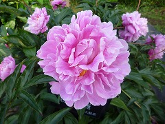 ふんせいし　粉西施