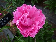 べにふよう　紅芙蓉