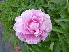 ほうぎょく　宝玉