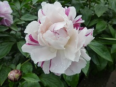 ほうでん　寶鈿