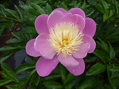 ボールオブ・ビューティー