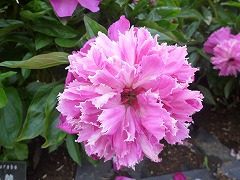 ぼたんくらべ　牡丹競