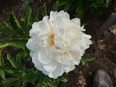 ホワイトアイボリー