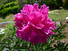 マーシャルパイランド