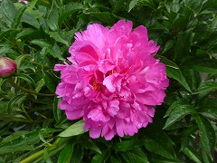 まいすがた　舞姿