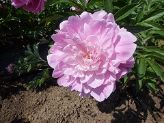 まいづる　舞鶴