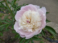 まんげつ　満月