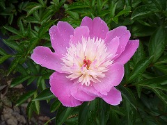 みだれいと　乱れ糸