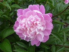 むそうえん　無雙艶